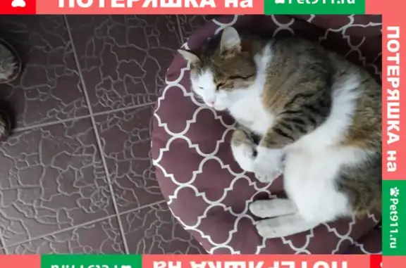 Найдена кошка на ул. Авдеева, левый берег, Омск