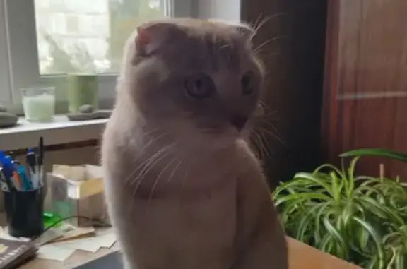 Найдена персиковая кошка: ул. Новоселов, Рязань