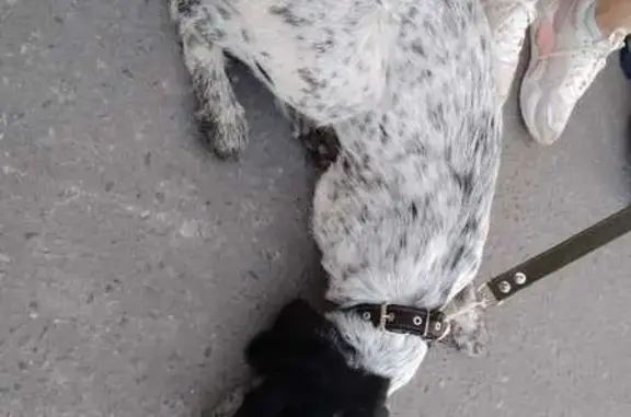 Найдена собака в Воскресенском районе МО, ищем владельца!