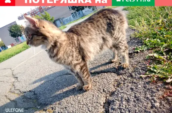 Найдена кошка на улице 3 Интернационала, Челябинск