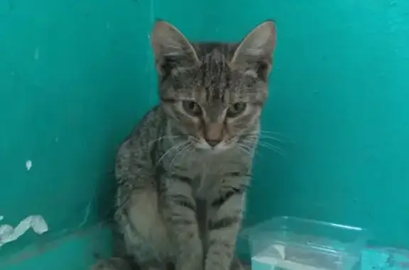 Найден котенок на ул. Шендрикова, ищет дом