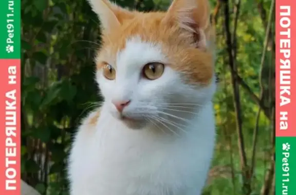 Пропала кормящая кошка Фасоля в СНТ 
