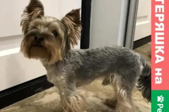 Найденные животные Ростов-на-Дону, фото: Найден йоркширский терьер в районе Астора