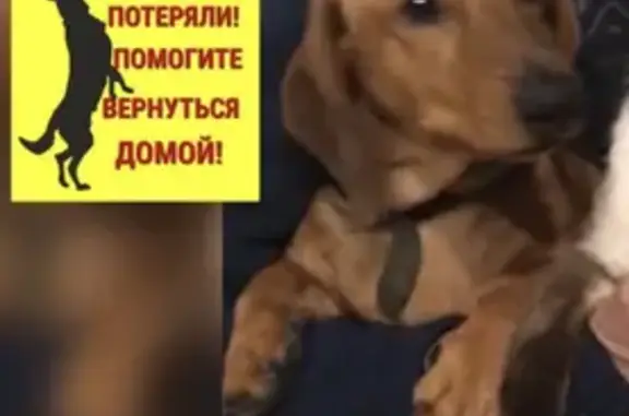 Пропала собака Тоша в Ставрополе