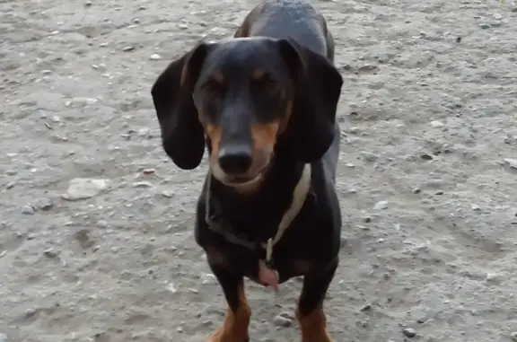 Собака найдена на ул. Анри Барбюса 34 в Астрахани
