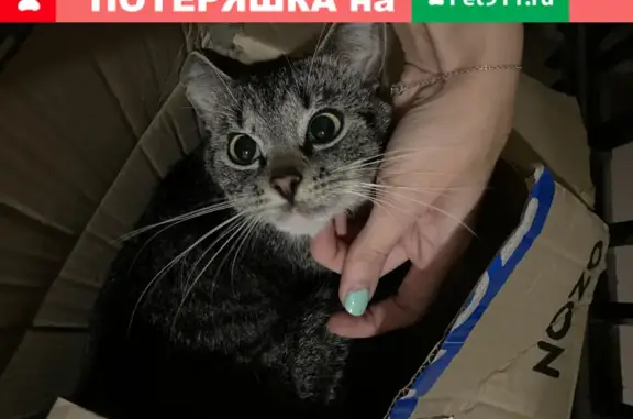 Найден молодой кот на улице Красного Курсанта, ищет новый дом