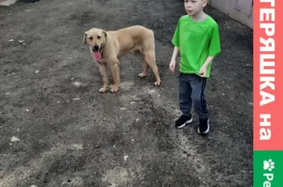 Пропала собака Норд, район Митино, Москва