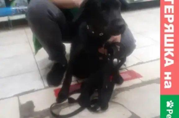 Найден щенок на ул. Юных Ленинцев, передержка в зоомагазине 