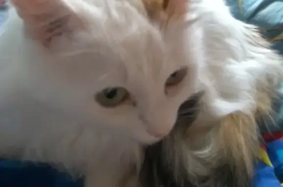 Пропала бело-рыжая кошка в Узловой, 24 квартал 50 лет Октября