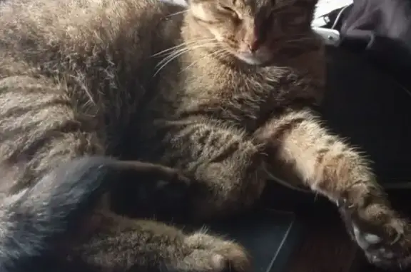 Кошки потеряшки, Тольятти, фото: Потеряшка кот Коржик на улице Ушакова, Тольятти