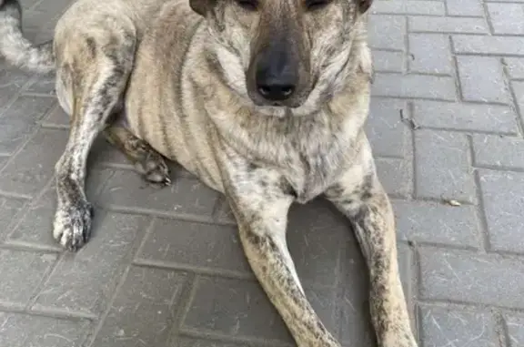 Объявления о пропавших и найденных животных, Нижний Новгород, фото: Найден упитанный мальчик-собака на ул. Охотничья, Сахарный дол