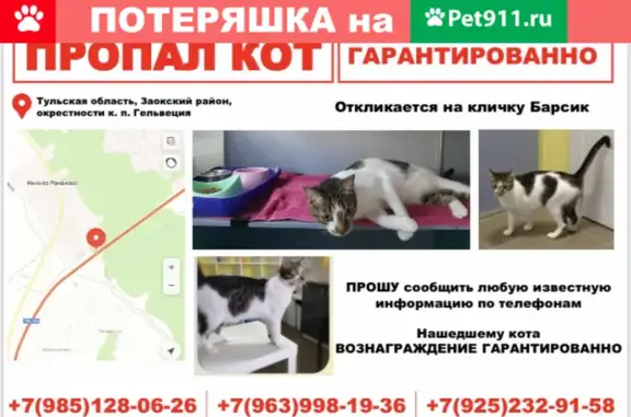 Пропал кот Барсик в Заокском районе, Тульская область