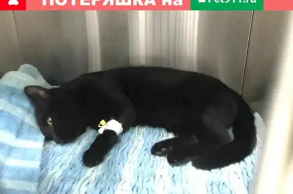 Найден чёрный кот в обезвоженном состоянии на ул. Ленина, Хабаровск