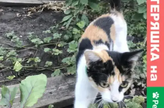 Найдена трехцветная кошка в Сорокиных хуторах, Самара