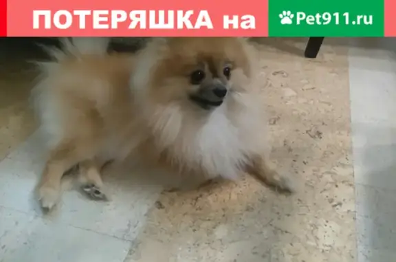 Пропала собака на улице Авангардная, вознаграждение 5000 рублей!