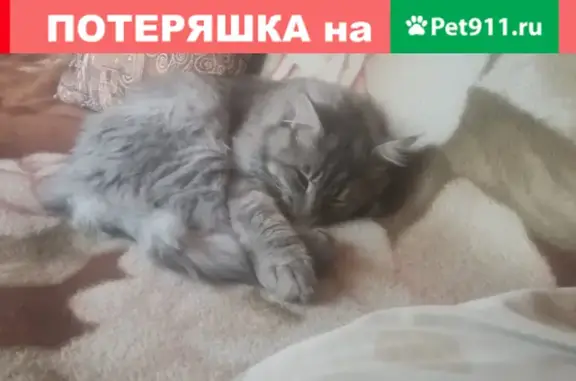 Кошки потеряшки, Санкт-Петербург, фото: Потеряшка кошка мейн-кун на Обуховской Обороне