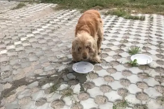 Найдена собака на Винокурова 57 в Новочебоксарске