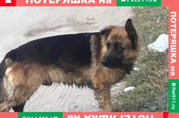 Найдена собака в Таватуе, Свердловская область