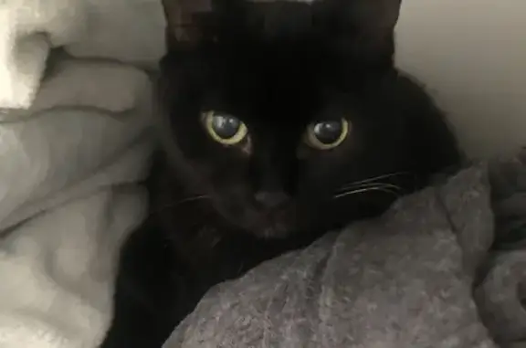 Кошки потеряшки, Санкт-Петербург, фото: Потеряшка кошка Мася на ул. Стрельбищенская 14, СПб