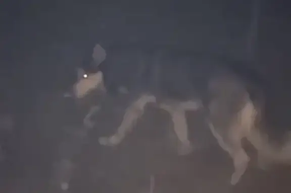 Найдена собака в лесу возле Челябинского госуниверситета