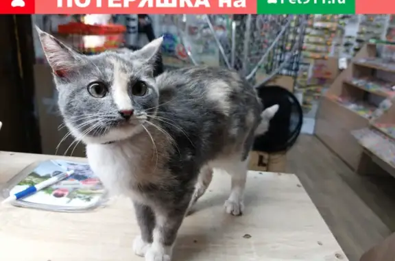 Домашняя кошка с ошейником найдена в Васильково