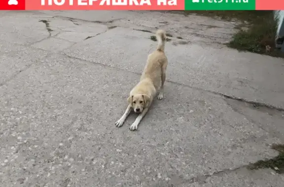 Собака найдена на ул. Промышленная 49 в Новочебоксарске