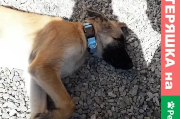 Найден щенок с рыжим окрасом и голубым ошейником в Черемушках, Благовещенск