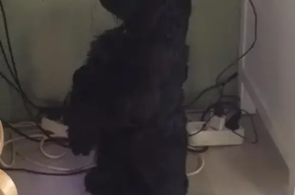 Пропала собака Английский кокер-спаниель в Курилово, Московская область