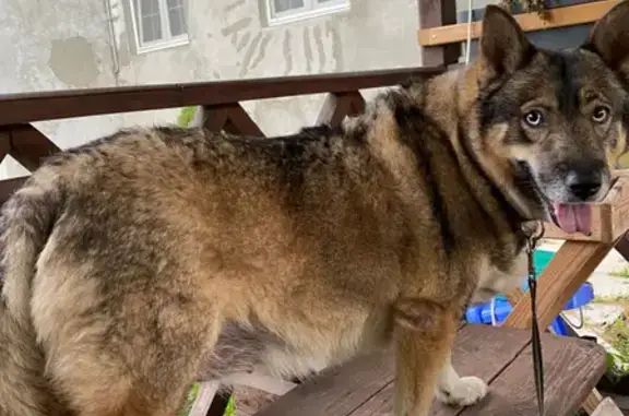 Найдена собака в Десне, ищет новых хозяев