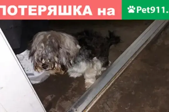 Найдена собака на 1-м Саратовском проезде