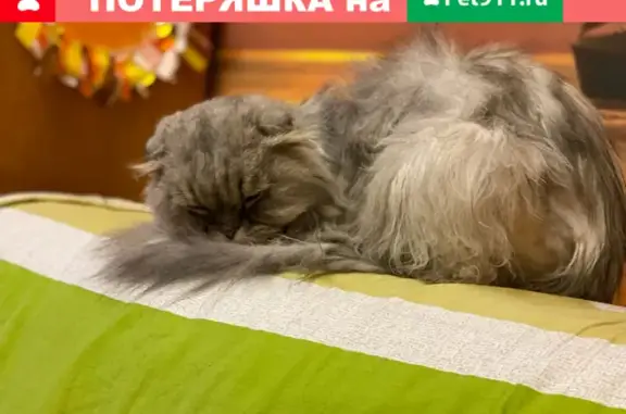 Найден породный кот в Кожухово, Москва