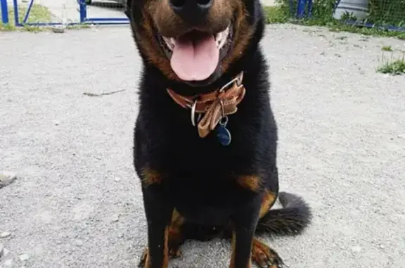 Пропала собака в посёлке Внуково, Москва!