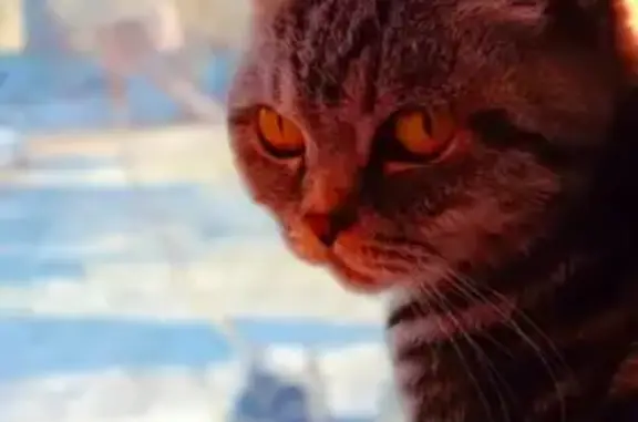 Кошки потеряшки, Москва, фото: Потеряшка кошка Сима в деревне Кулаково, Московская область