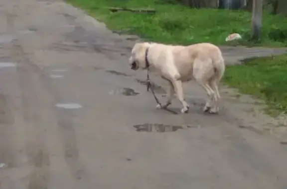 Найдена собака на ул. Клары Цеткин, Брянск