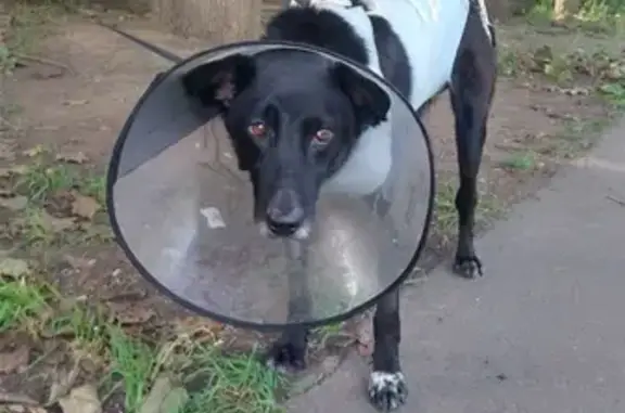 Найдена собака в Cherkizovo, нужен дом и забота