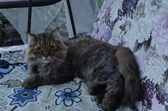 Пропал кот в Старосемейкино, Самарская область