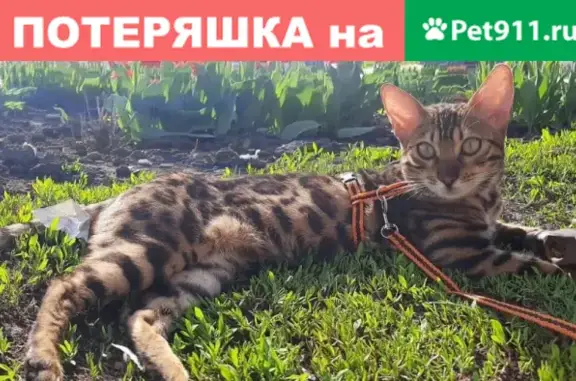 Пропала бенгальская кошка в Верхней Подстепновке, Самарская область