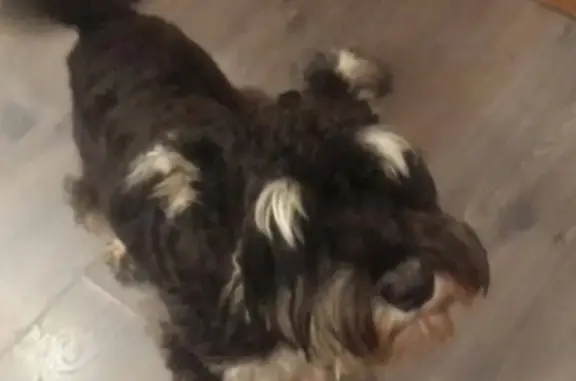 Пропала собака Бубик на улице Гулика, Краснодар