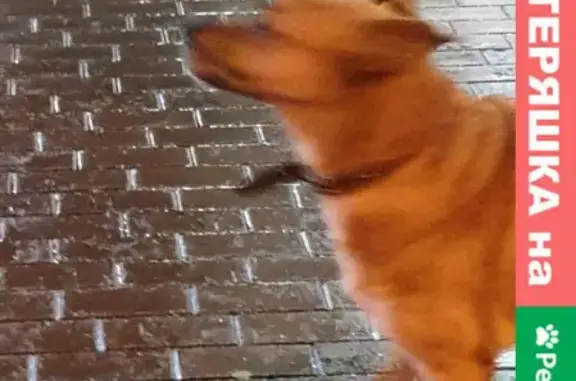 Найдена собака на Житомирской улице, Калининград