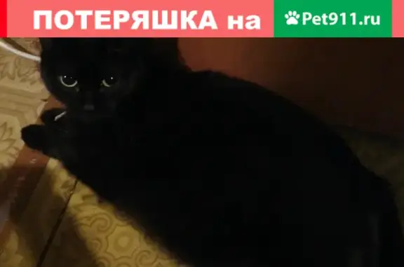 Пропала кошка Марыся в районе Степановки, Томск.
