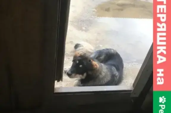 Собака с ошейником найдена в Ангарске