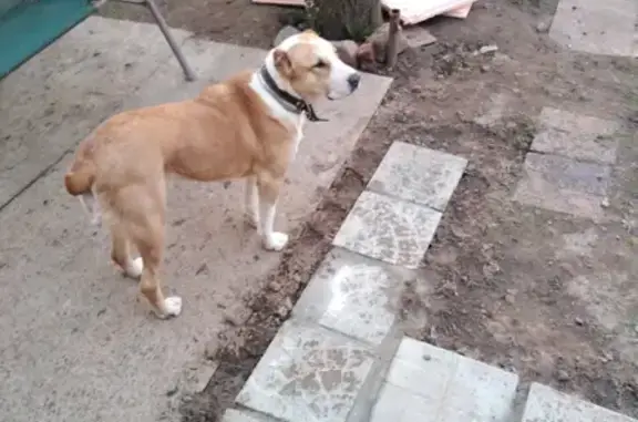 Пропала собака на Школьной улице, Пирогово, Мытищи