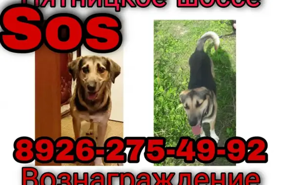 Пропала собака Руся в Митино, вознаграждение 10.000!