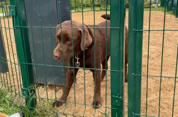 Найдена собака в ЖК Испанские кварталы, м. Прокшино/Коммунарка.