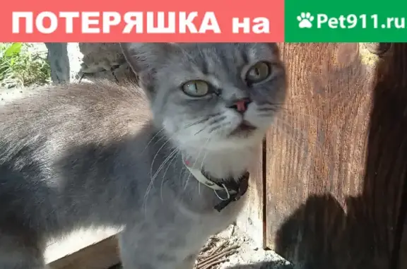 Найдена кошка на улице Гагарина, звонить 89030746814