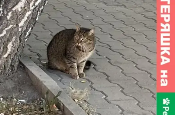 Найдена кошка на остановке Менделеева в Екб