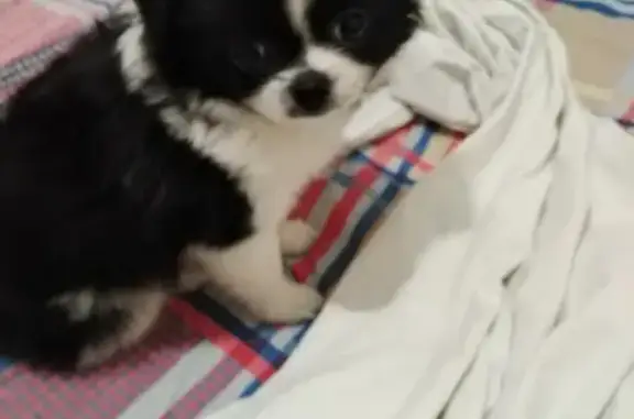 Объявления о пропавших и найденных животных, Анапа, фото: Пропала собака на Терской улице, нуждается в лечении.