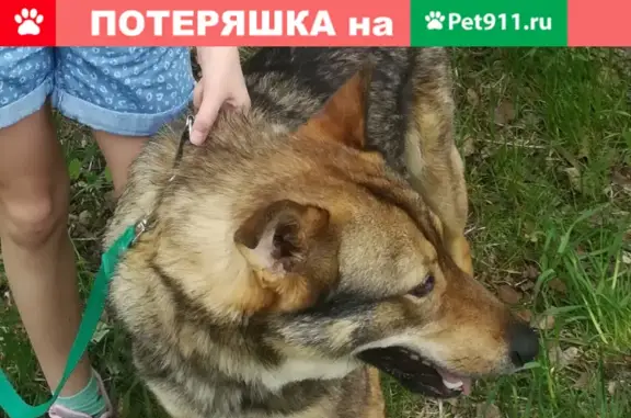 Пропала собака Рей на проспекте Строителей, Иваново