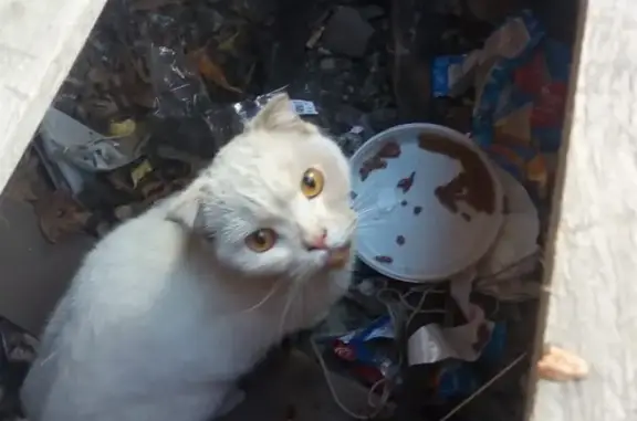 Найдена домашняя кошка на пр. Шахтёров