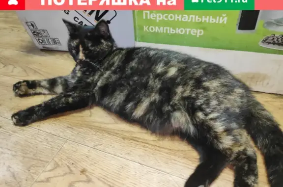 Потерянные животные Набережные Челны, фото: Пропала кошка возле Мензелинского тракта 110